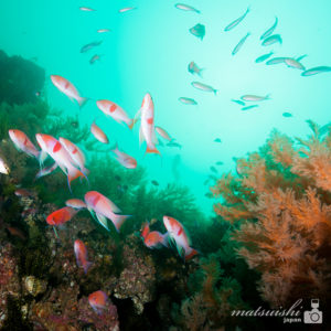 アカオビハナダイ