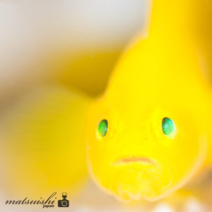 ミジンベニハゼ