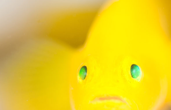 ミジンベニハゼ