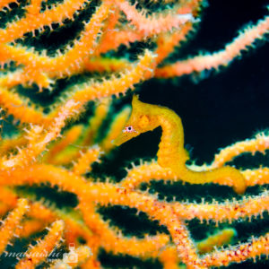 タツノオトシゴ、福岡、ダイビング