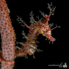 タツノオトシゴ