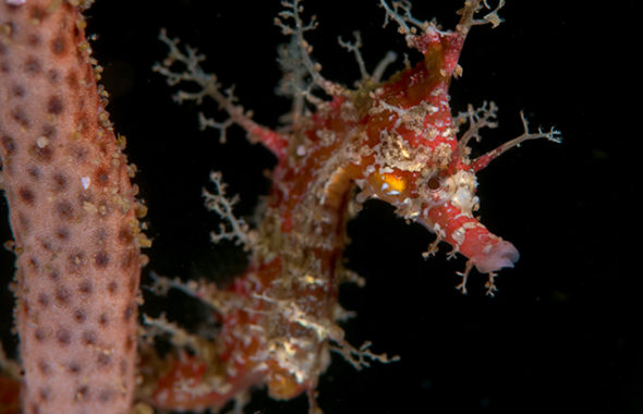 タツノオトシゴ