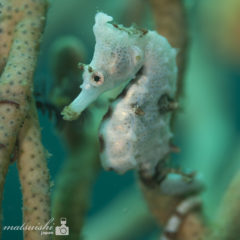 タツノオトシゴ、福岡、ダイビング