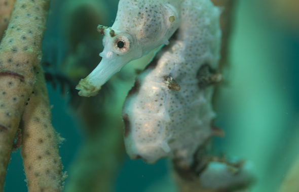 タツノオトシゴ、福岡、ダイビング