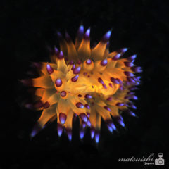 ウミウシ,綺麗な色彩