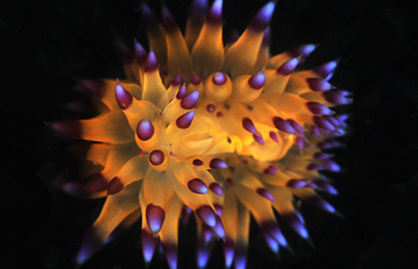 ウミウシ,綺麗な色彩