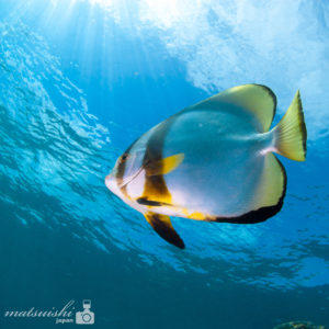 ツバメウオ、南郷、ダイバー