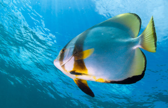 ツバメウオ、南郷、ダイバー