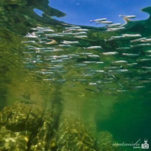 福岡ダイビング