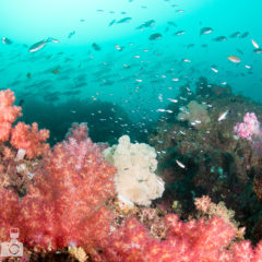 上出水,福岡でダイビング