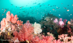 上出水,福岡でダイビング
