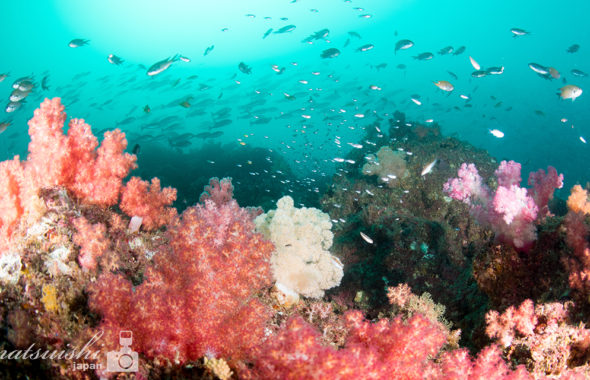上出水,福岡でダイビング