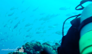 福岡ダイビング