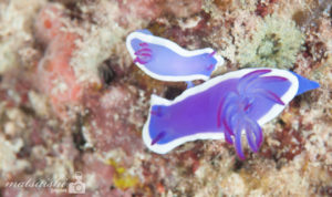 ウミウシ,福岡のウミウシ