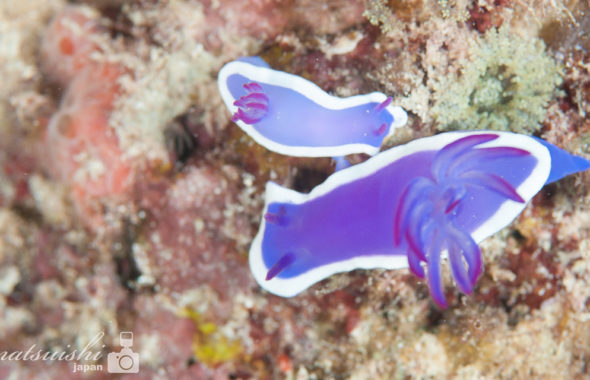 ウミウシ,福岡のウミウシ