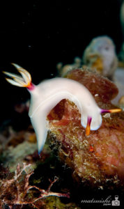 ゾウゲイロウミウシ