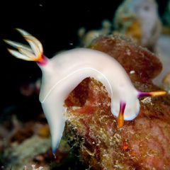 ゾウゲイロウミウシ