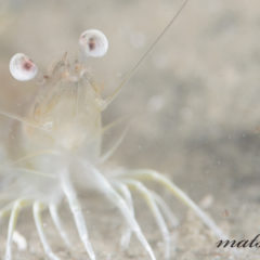 恋の浦,スキューバ福岡