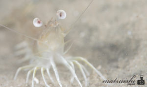 恋の浦,スキューバ福岡