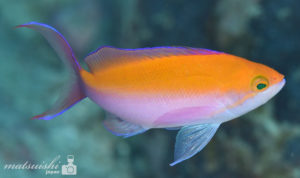 フタイロハナゴイ