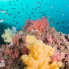 玄界灘ダイビング