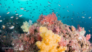 玄界灘ダイビング