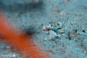 ヒレナガネジリンボウ