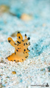 カンナツノザヤウミウシ