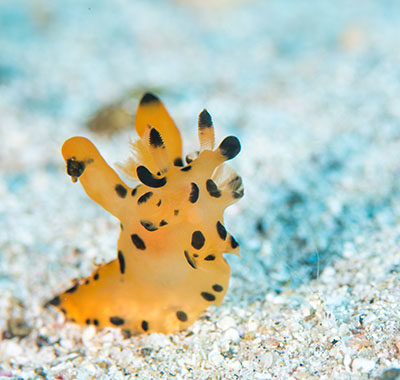 カンナツノザヤウミウシ