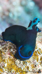 コミドリュウグウ