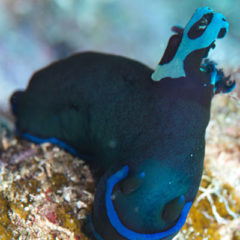 コミドリュウグウ