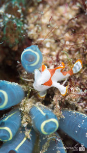 クマドリカエルアンコウ