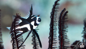 マダラタルミ幼魚