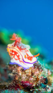 ニシキウミウシ