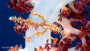 ニシキフウライウオ