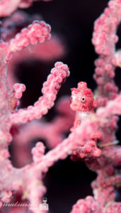 ピグミーシーホース