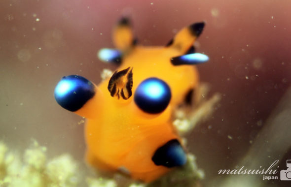 ピカチュー