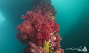 リブリーザーで写真