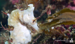 白いタツノオトシゴ