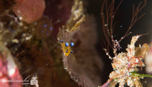 ウデフリツノザヤウミウシ