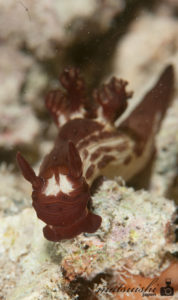 メンブロタ・ムリネリ