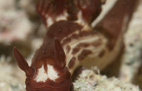 メンブロタ・ムリネリ