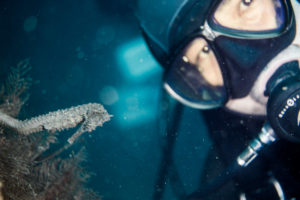 タツノオトシゴ