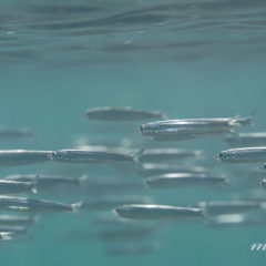 カタクチイワシ