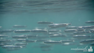 カタクチイワシ