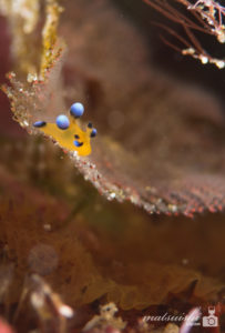 ピカチューウミウシ