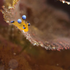 ピカチューウミウシ