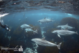 野生のイルカと遊ぶ