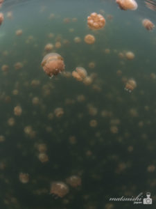 ジェリーフィッシュレイク