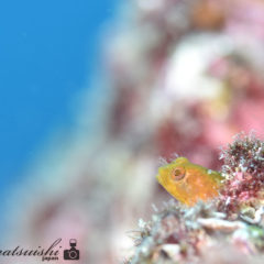 トウシマコケギンポ